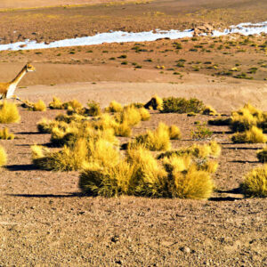 El Tatio Geysers Image 10