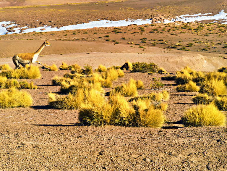 El Tatio Geysers Image 10