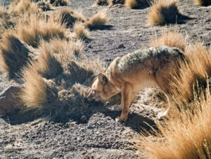 El Tatio Geysers Image 11