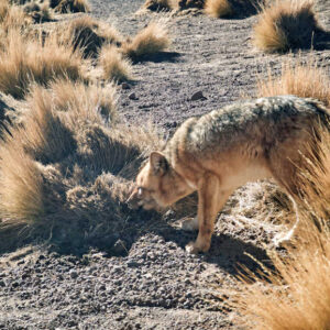 El Tatio Geysers Image 11