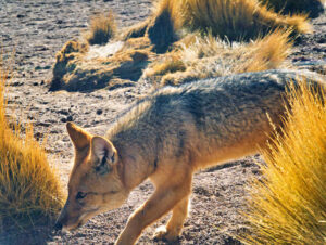 El Tatio Geysers Image 12