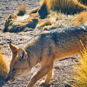 El Tatio Geysers Image 12