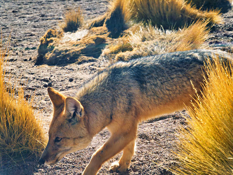 El Tatio Geysers Image 12