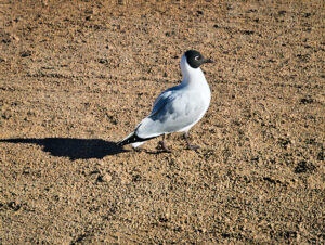 El Tatio Geysers Image 13