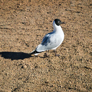 El Tatio Geysers Image 13