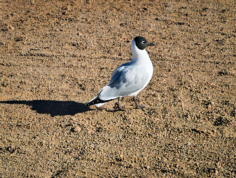 El Tatio Geysers Image 13