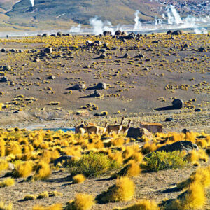 El Tatio Geysers Image 9